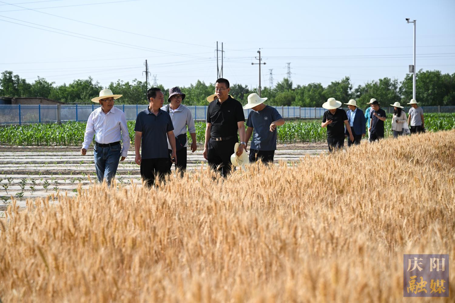 【攝影報(bào)道】隴東學(xué)院成功舉辦“隴育系列”冬小麥觀摩測產(chǎn)活動—— 新品種展現(xiàn)強(qiáng)抗逆性