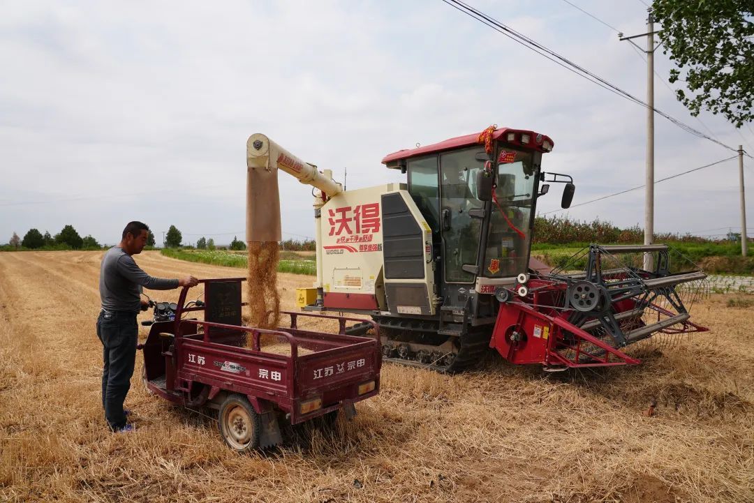 慶城縣小麥夏收全面啟動