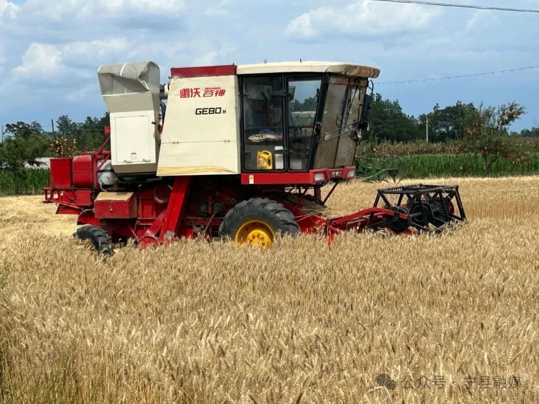 寧縣：麥浪翻滾收割忙 寧麥品種獲豐產(chǎn)