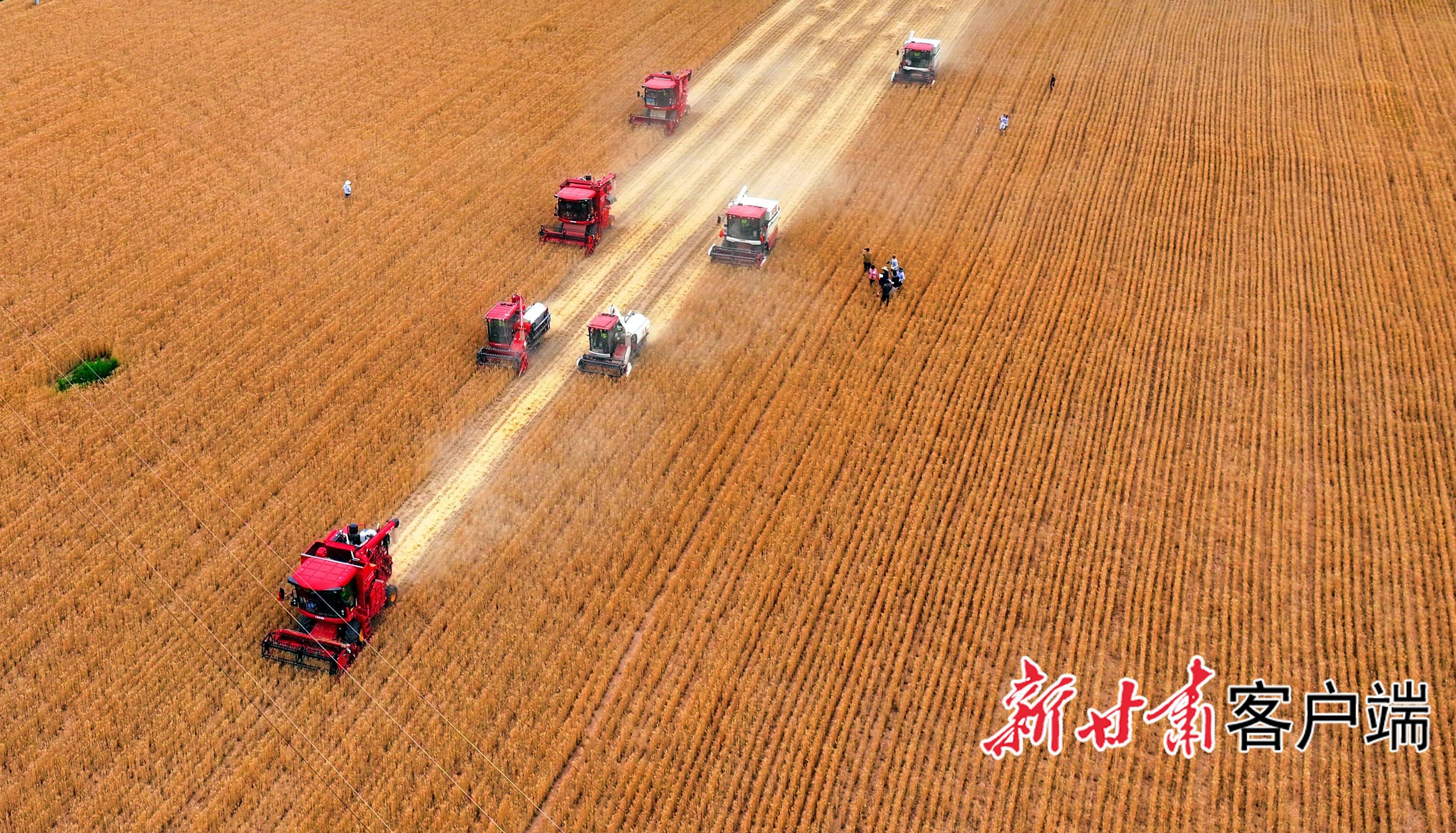 麥浪翻涌 又是一年夏收時(shí)