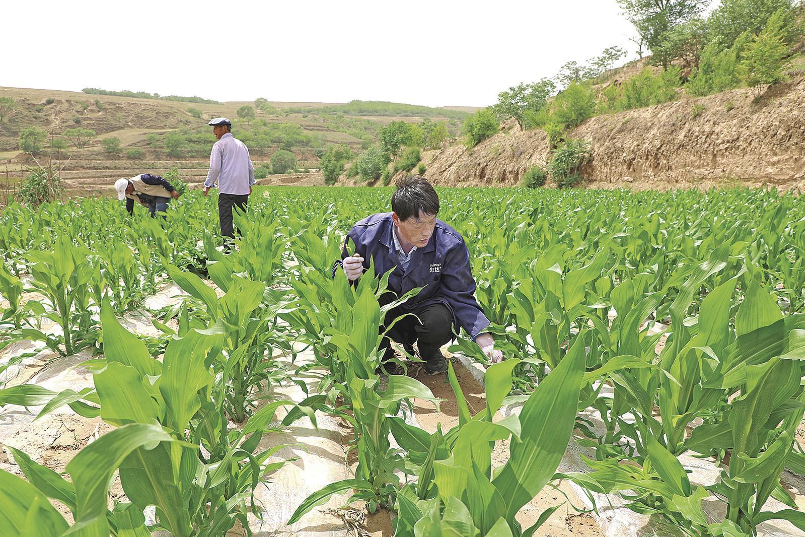 村民搶抓墑情，全力投入玉米管護(hù)、缺苗補(bǔ)種等農(nóng)事當(dāng)中