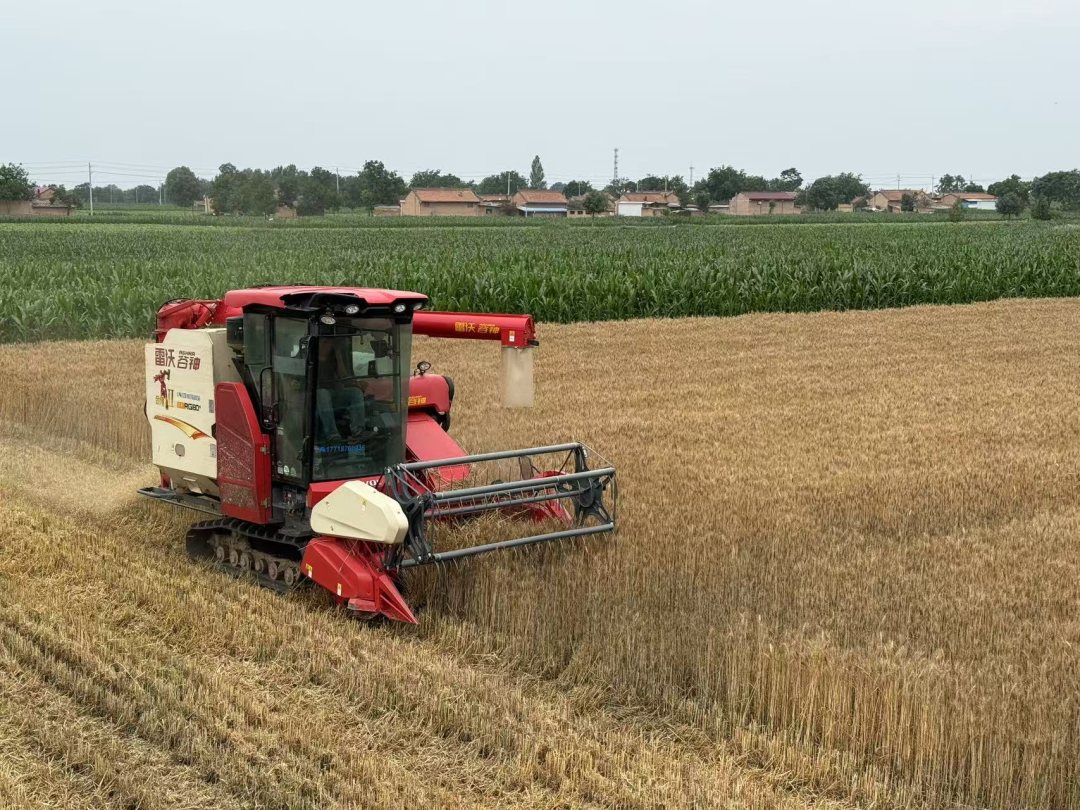 正寧縣：金色麥浪迎豐收 機械助力糧滿倉