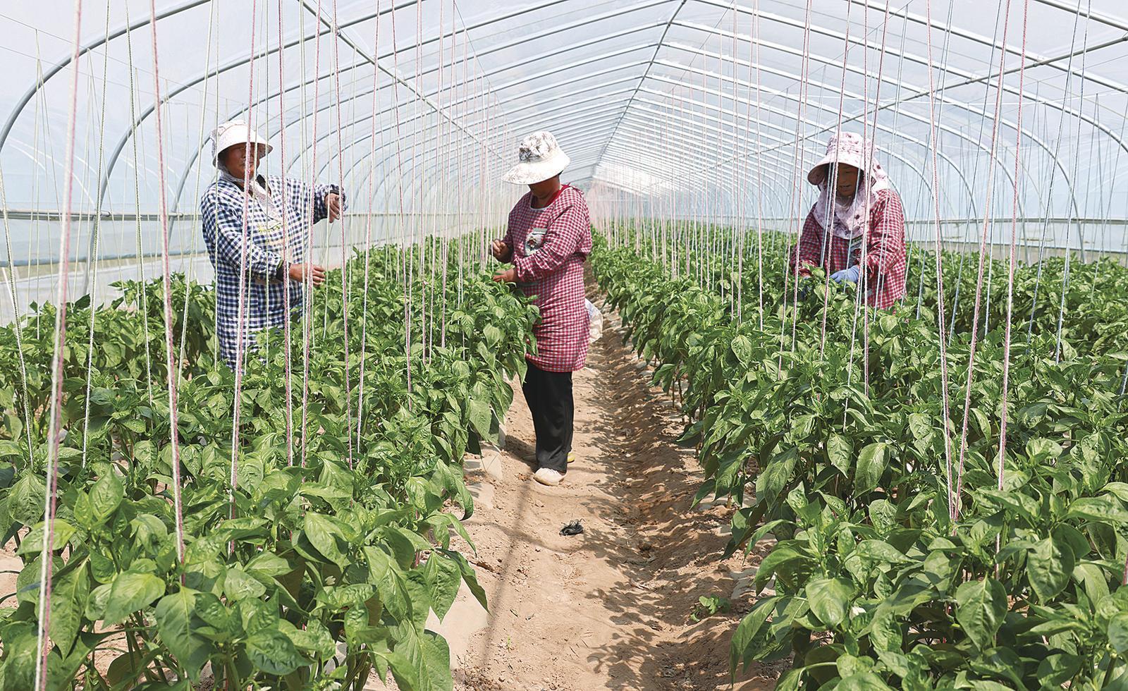 基地工人在管護辣椒苗