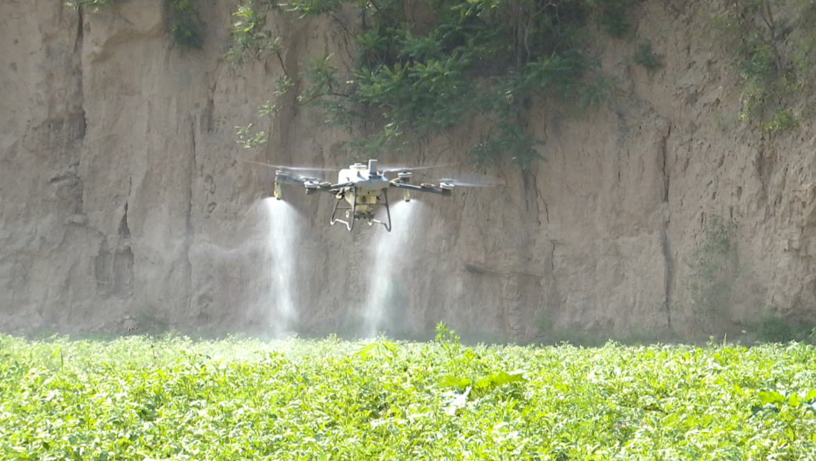 【鄉(xiāng)村行 看振興】合水：“小土豆”書寫鄉(xiāng)村振興“大文章”