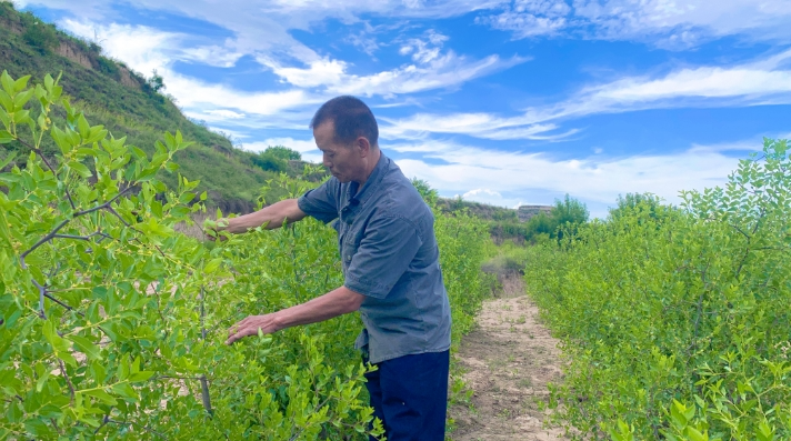 從邊角荒地到“聚寶盆”——慶城縣酸棗產(chǎn)業(yè)激活鄉(xiāng)村振興新動(dòng)能