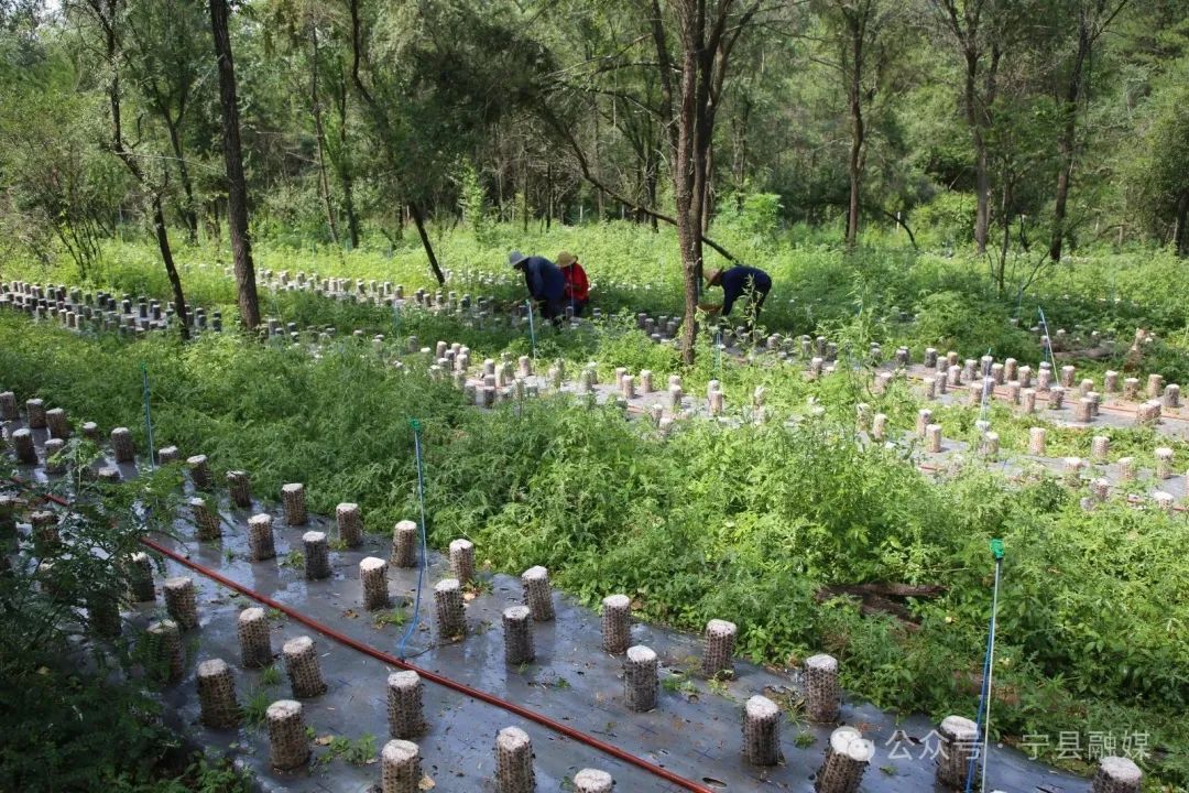 寧縣宋莊村：“林下黑金”喜豐收 小木耳撐起“致富傘”