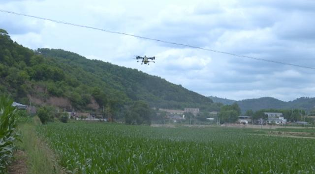 【全面推進鄉(xiāng)村振興加快農(nóng)業(yè)農(nóng)村現(xiàn)代化】合水縣太白鎮(zhèn)：甜糯玉米新種法數(shù)字農(nóng)田好