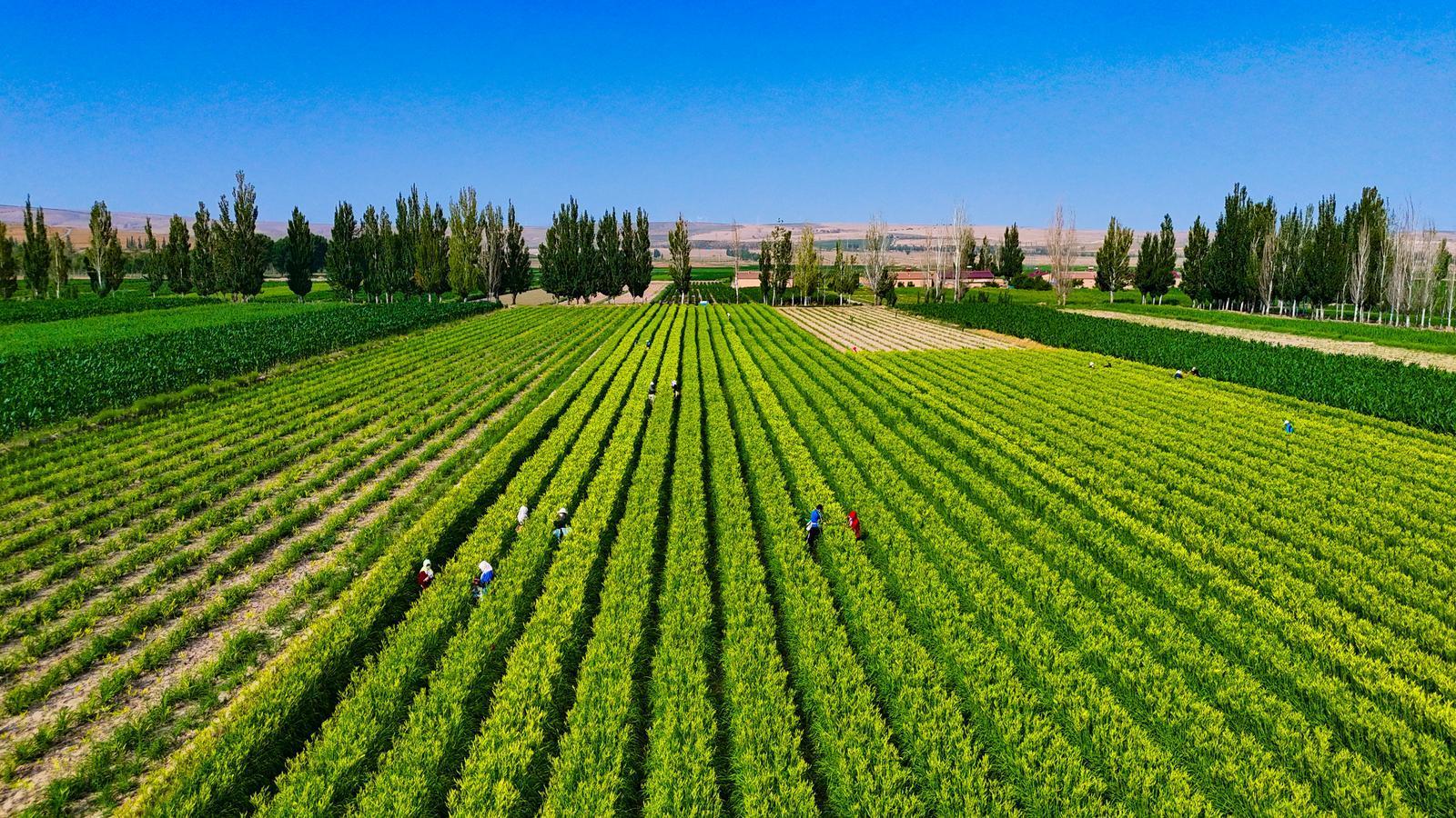 【攝影報道】金色浪潮涌環(huán)州！環(huán)縣2萬畝黃花菜開采搶“鮮”