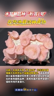木耳新品種“粉耳1號”在華池縣試種成功