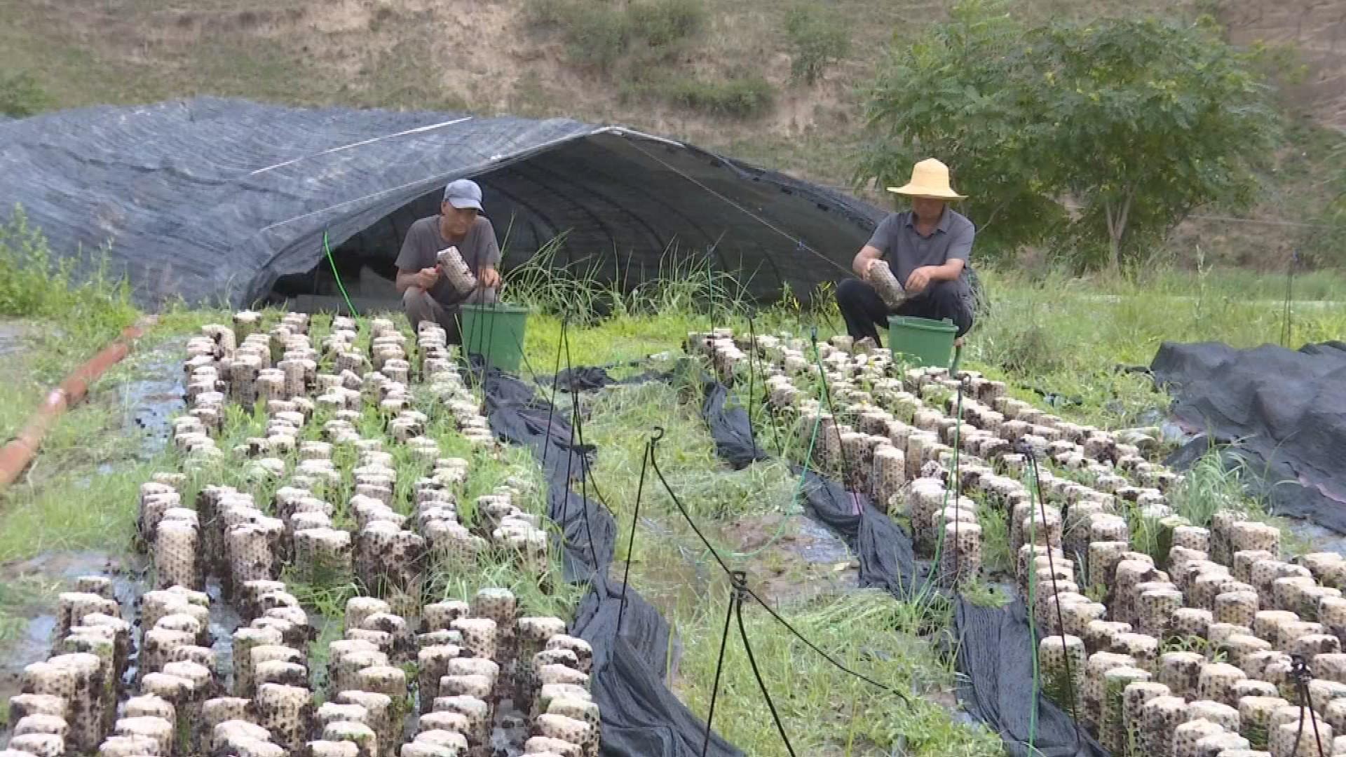 鎮(zhèn)原縣三岔鎮(zhèn)：黨建引領(lǐng)聚合力 木耳產(chǎn)業(yè)促增收