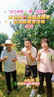 8月1日，“甘之如飴‘桃’你歡心”黃甘桃采摘直播季農(nóng)文旅融合活動(dòng)在寧縣新寧鎮(zhèn)井坳村慶陽欣慧種養(yǎng)殖農(nóng)民專業(yè)合作社黃甘桃保種基地啟動(dòng)！