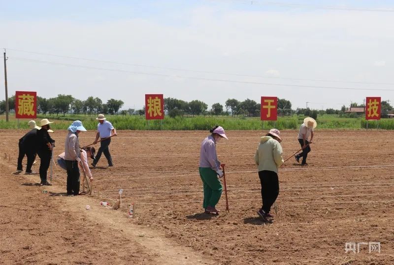甘肅慶陽(yáng)西峰區(qū)：田壟“接力賽” 增收有“新道”