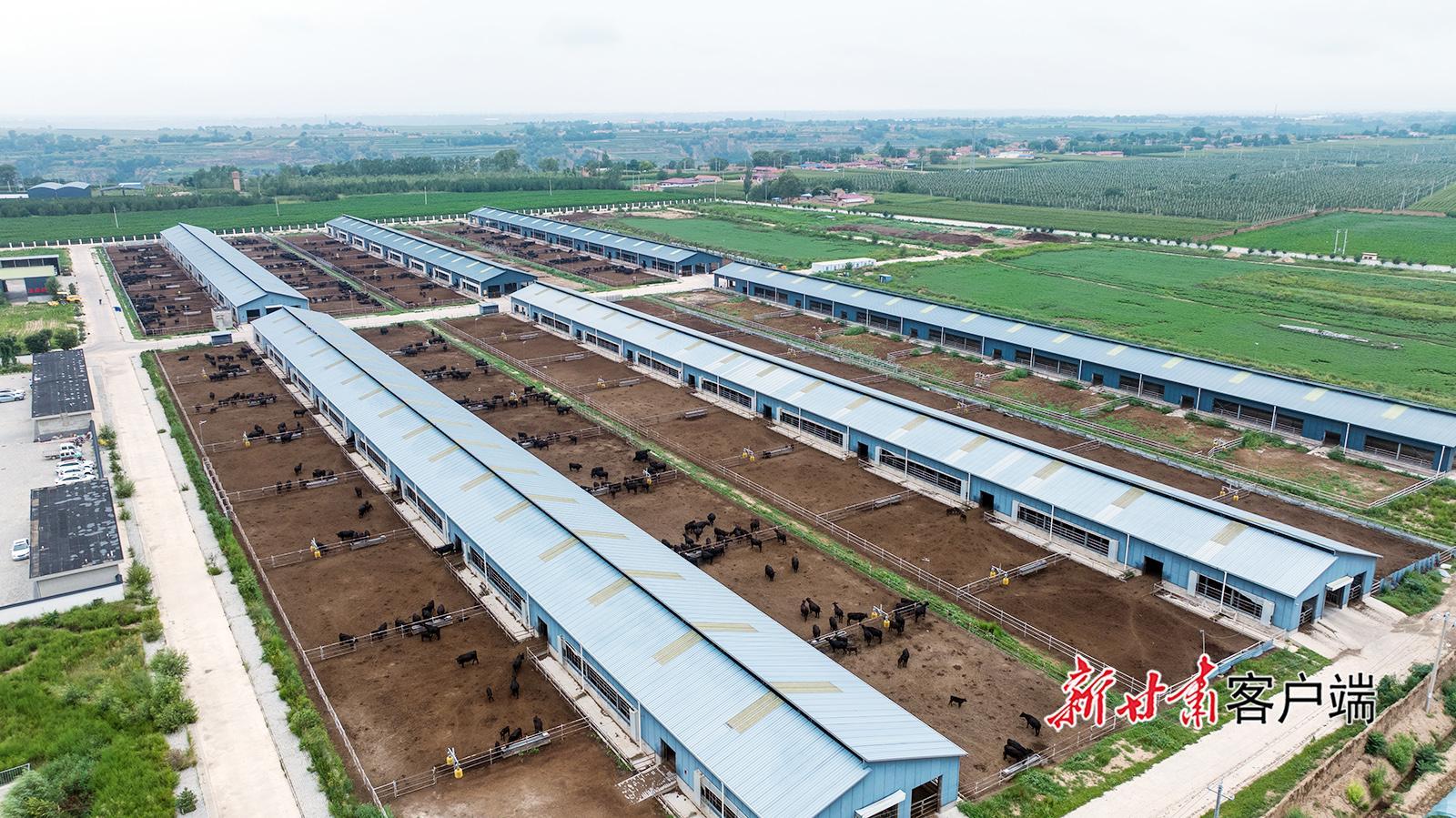 鎮(zhèn)原縣：肉牛“牽”出鄉(xiāng)村振興新圖景