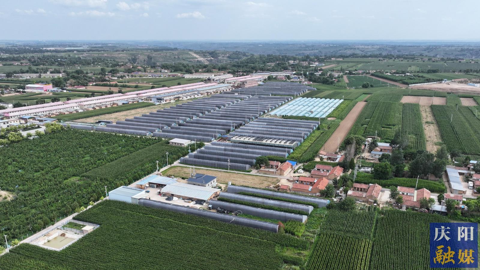 “籃”動平泉新鄉(xiāng)景︱平泉鎮(zhèn)馬洼村：菌菜輪作顯效益繪就鄉(xiāng)村新圖景