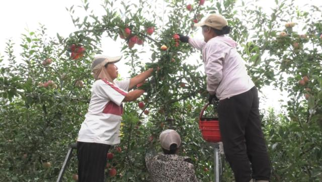 2025年合水縣新建山地果園1071畝