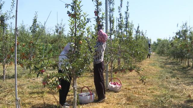 【鄉(xiāng)村行看振興】合水縣何家畔鎮(zhèn)：魯麗蘋果搶“鮮”上市 “鐵桿莊稼”助農(nóng)增收