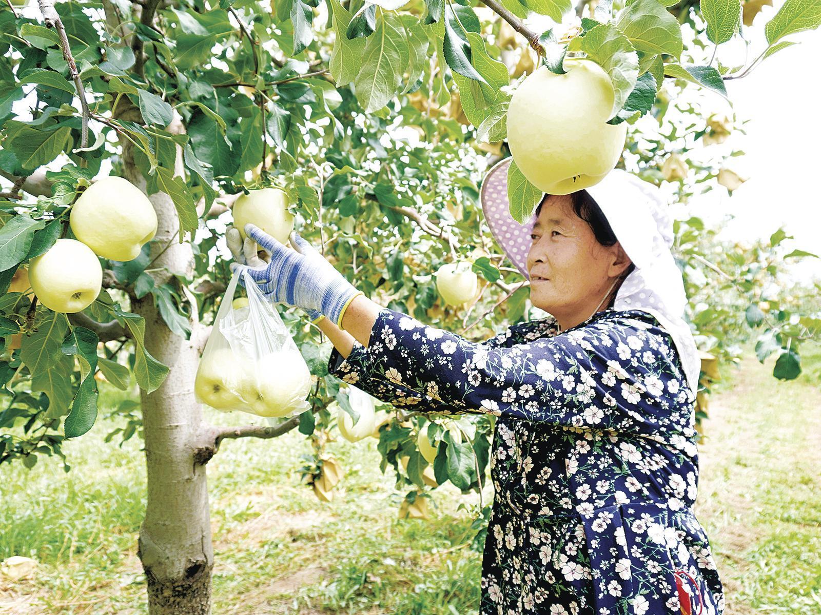 《隴東報》特刊·鄉(xiāng)村振興︱慶陽：做好田間看管護(hù) 夯實鄉(xiāng)村振興產(chǎn)業(yè)根基