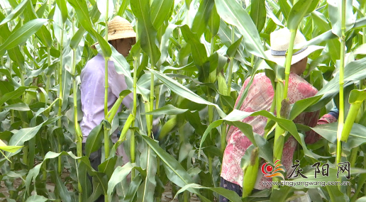 【全面推進(jìn)鄉(xiāng)村振興 加快農(nóng)業(yè)農(nóng)村現(xiàn)代化】合水：科技賦能甜糯玉米 產(chǎn)業(yè)興旺百姓增收