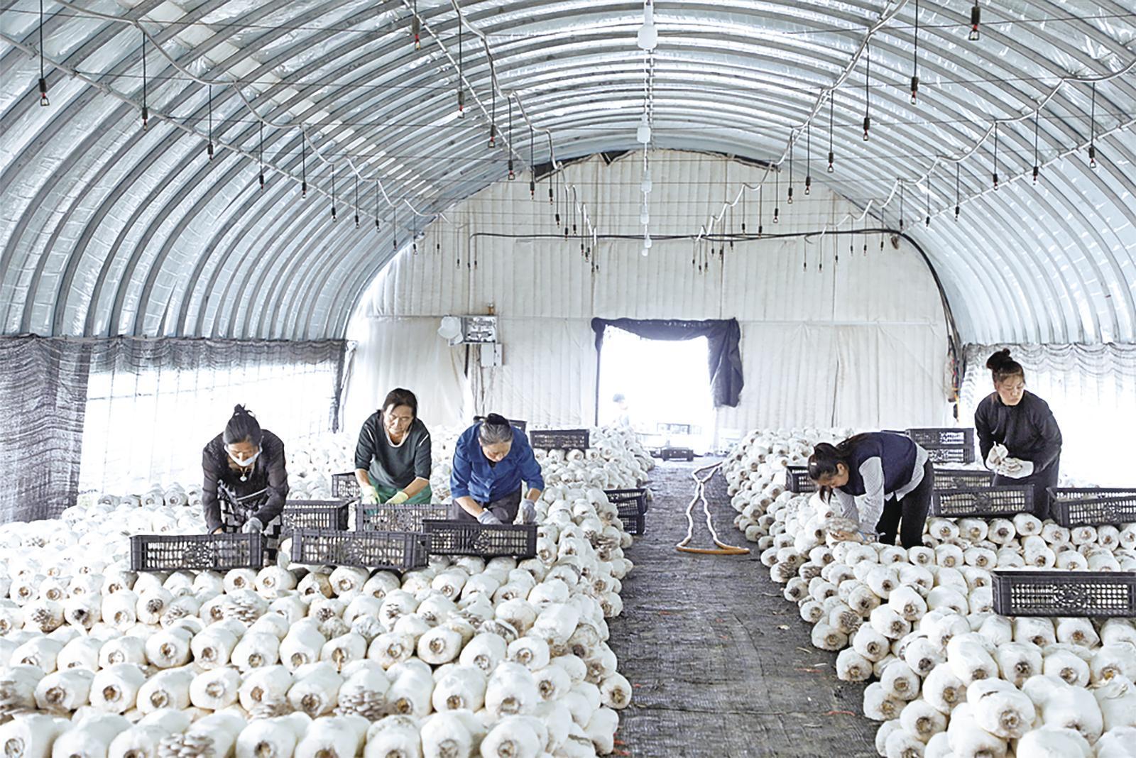 華池縣林鎮(zhèn)鄉(xiāng)食用菌產(chǎn)業(yè)園