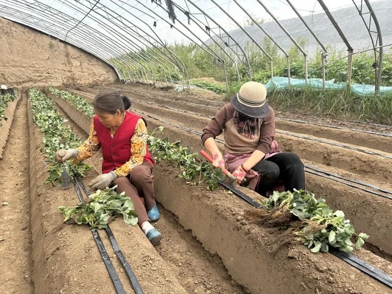 【鄉(xiāng)村行 看振興】西峰區(qū)米王村：草莓栽苗正當時 大棚孕育“甜蜜希望”