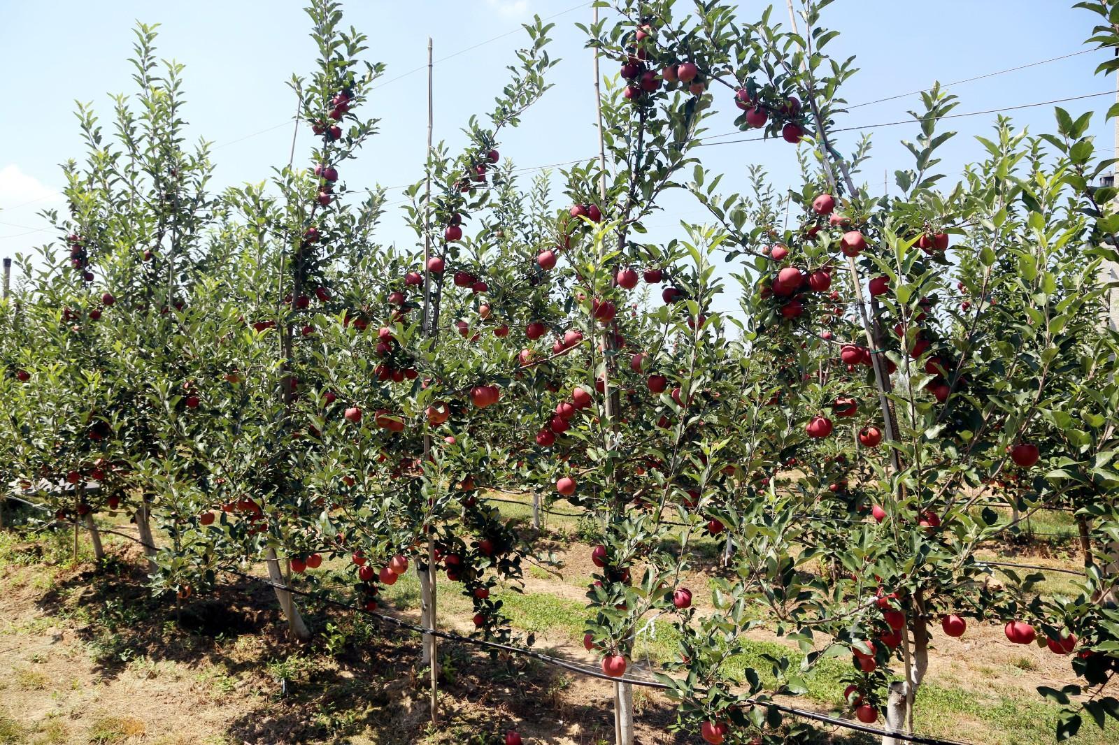 小蘋(píng)果“鏈”出大產(chǎn)業(yè) ——寧縣縱深推進(jìn)蘋(píng)果產(chǎn)業(yè)提質(zhì)增效