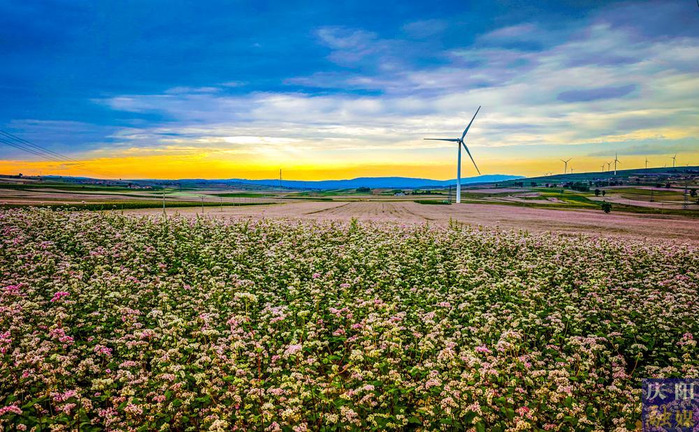 【攝影報(bào)道】環(huán)縣：45萬畝蕎麥進(jìn)入盛花期