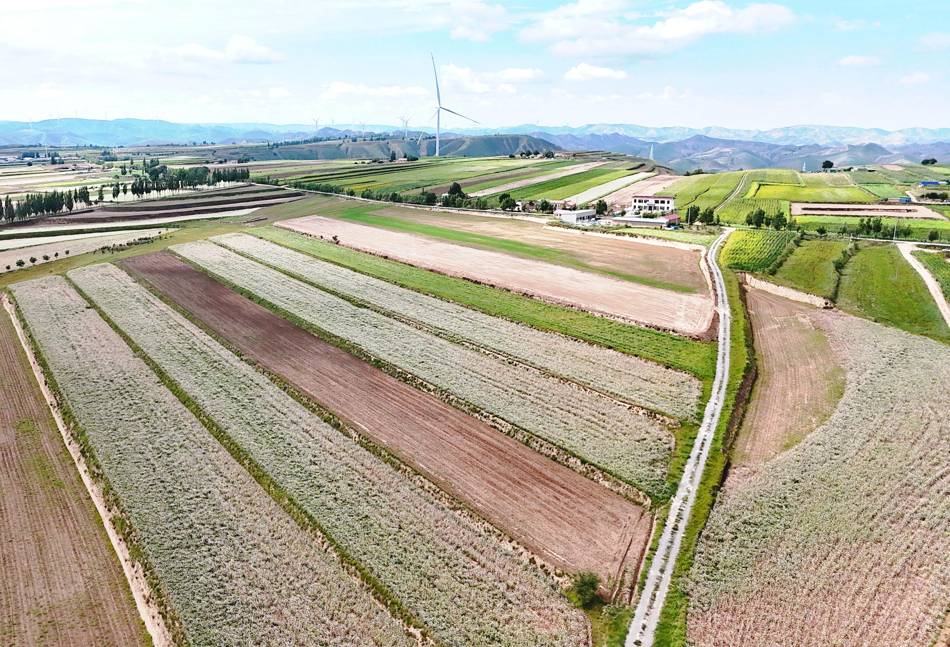 風(fēng)過環(huán)縣羅山川鄉(xiāng)：4.2萬畝蕎麥花鋪就秋日畫卷