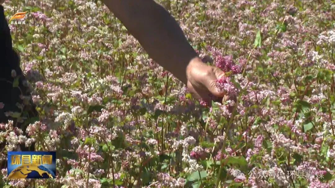 環(huán)縣毛井鎮(zhèn)：沃野披綠繪“豐”景 特色產(chǎn)業(yè)勢頭旺