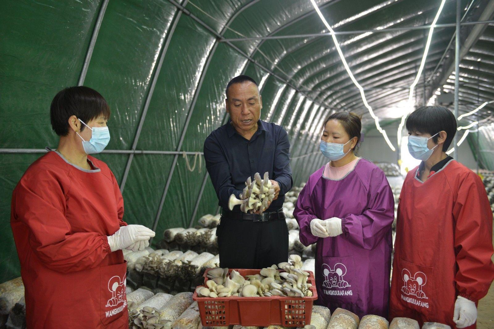 寧縣：食用菌產業(yè)“多點開花”鄉(xiāng)村振興“菇”舞人心