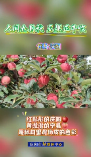 金秋九月，果香滿園。慶陽(yáng)的田野間滿是動(dòng)人的秋日‘豐’景畫(huà)。這是一年辛勤勞作的答案，也是大自然最慷慨的饋贈(zèng)。歡迎來(lái)慶陽(yáng)品嘗秋味，收獲美好！