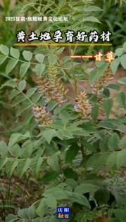 2025甘肅·慶陽(yáng)岐黃文化論壇 | 黃土地孕育好藥材——甘草