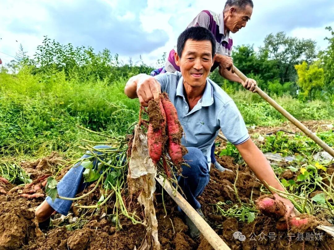 寧縣春榮鎮(zhèn)：紅薯豐收“甜蜜蜜” 特色產(chǎn)業(yè)添活力