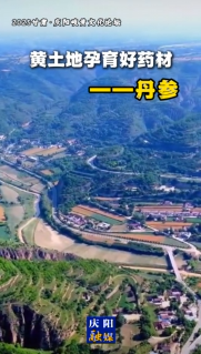 2025甘肅·慶陽(yáng)岐黃文化論壇 | 黃土地孕育好藥材——丹參