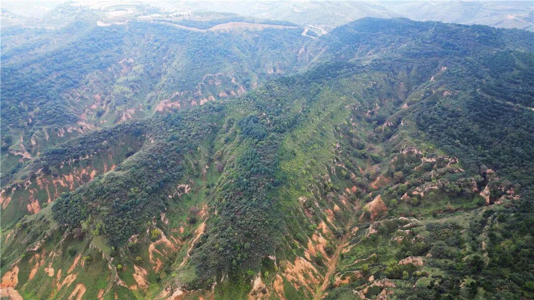 【慶陽(yáng)·縣區(qū)觀察】華池縣：黃土高原點(diǎn)“棘”成金