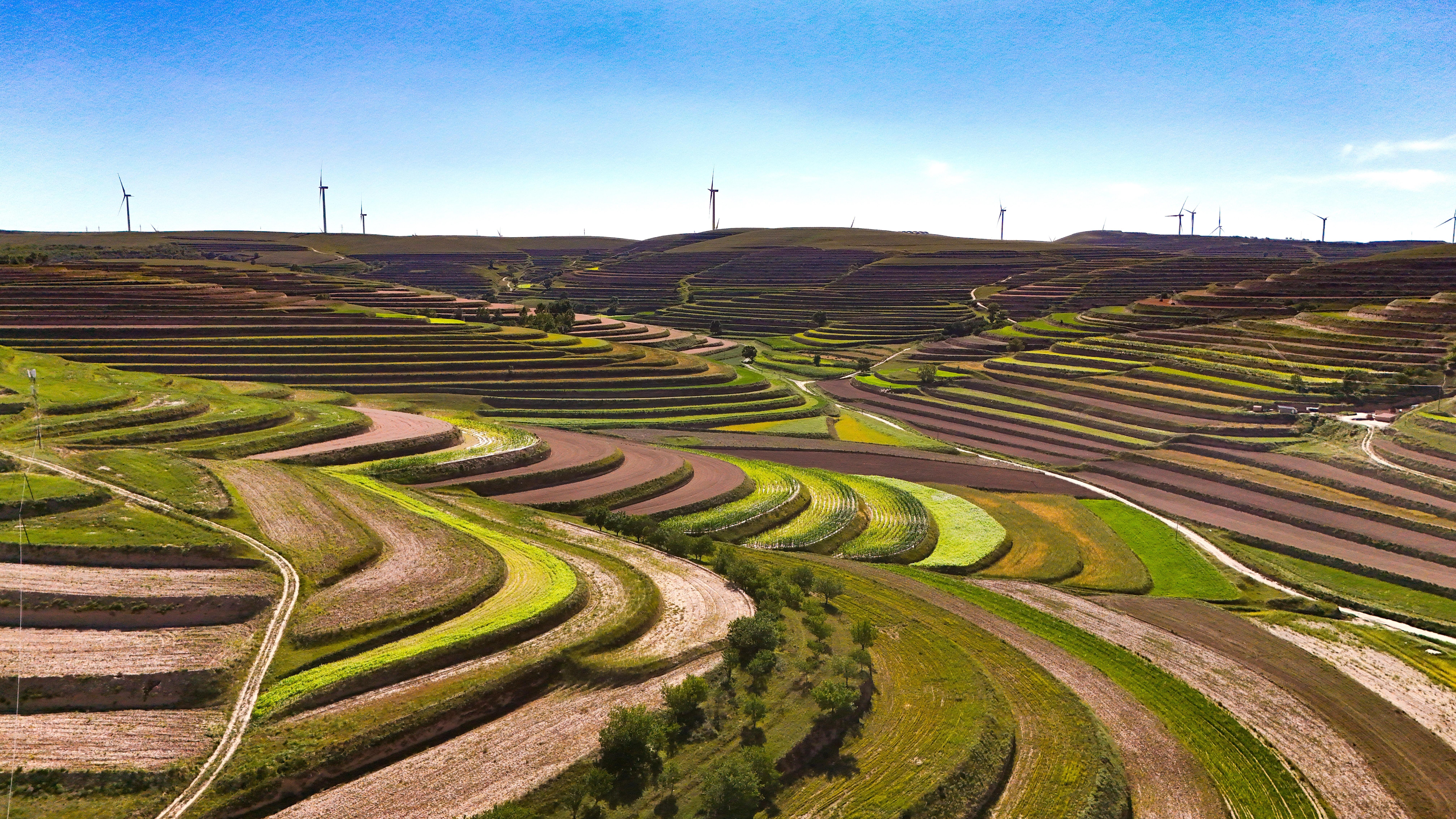 環(huán)縣黃土深處，藥香浮動的秋天