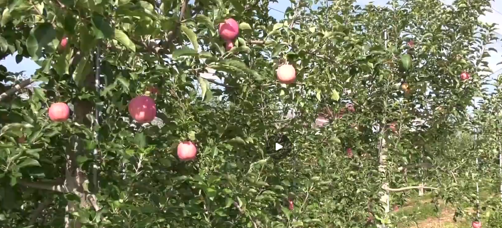 《慶陽新聞》2025年9月21日