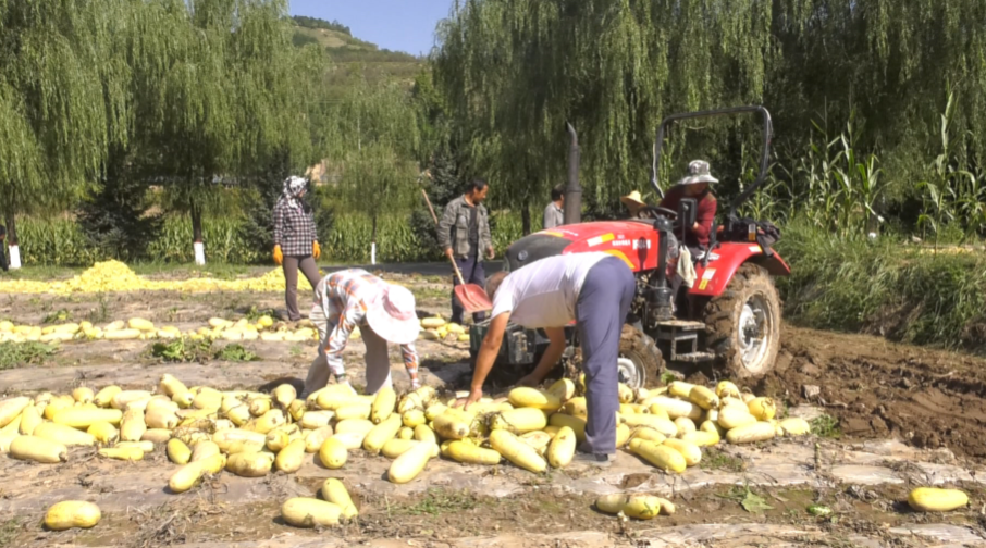 【鄉(xiāng)村行 看振興】合水：秋田作物迎豐收 產(chǎn)業(yè)富民添活力