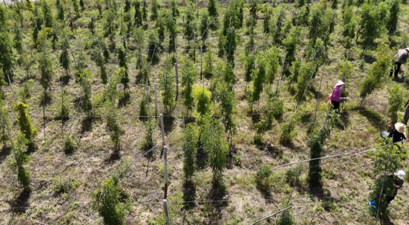 【鄉(xiāng)村行 看振興】合水縣板橋鎮(zhèn)陽(yáng)洼村：酸棗滿枝迎采收 集體經(jīng)濟(jì)添活力