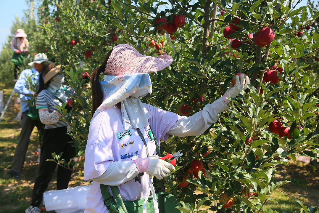 寧縣：聯(lián)農(nóng)帶農(nóng)合作機(jī)制讓果農(nóng)分享產(chǎn)業(yè)發(fā)展紅利