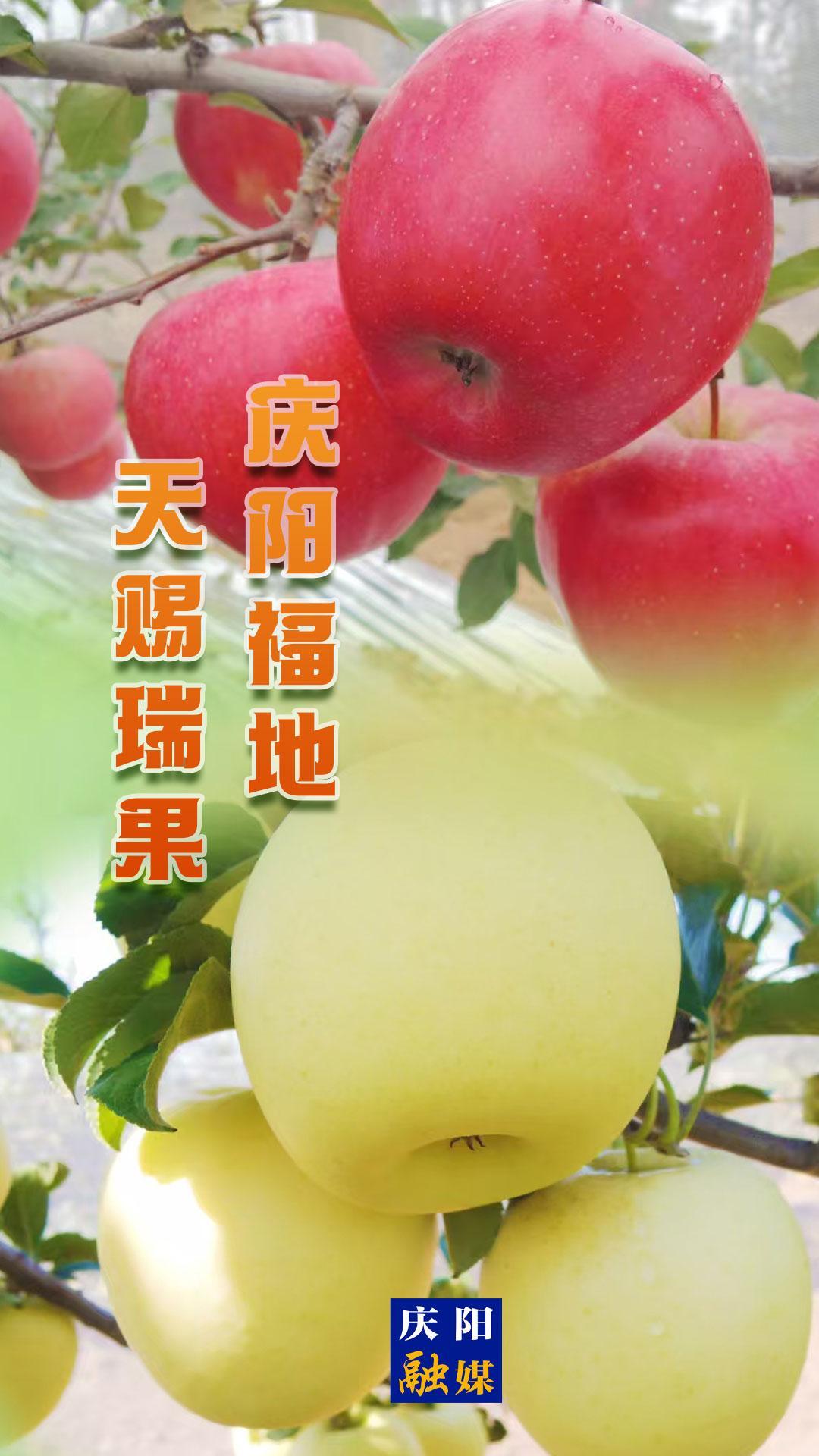 【微海報(bào)】慶陽(yáng)福地 天賜瑞果