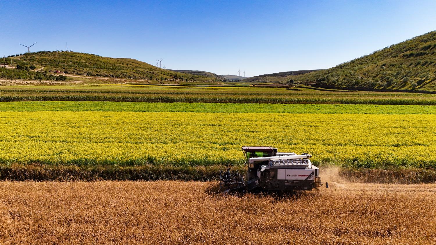 【攝影報道】環(huán)縣毛井鎮(zhèn)：秋糧搶收忙
