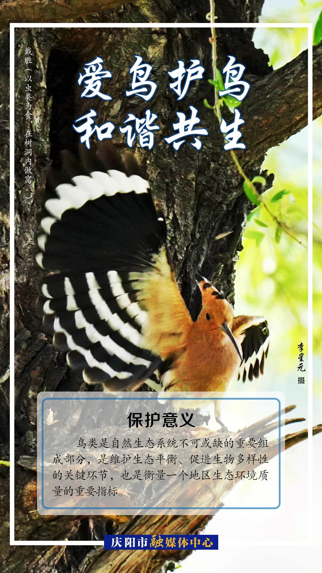 【微海報(bào)】愛(ài)鳥護(hù)鳥 人鳥和諧