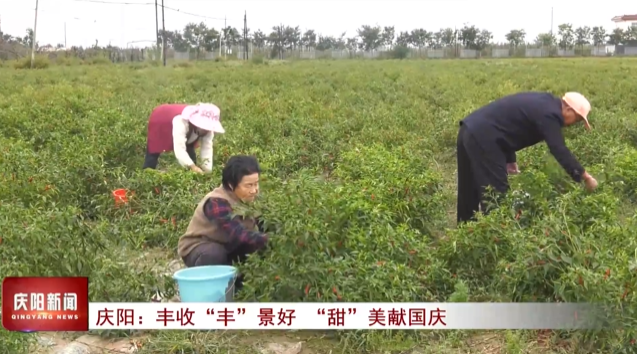 《慶陽新聞》2025年10月4日