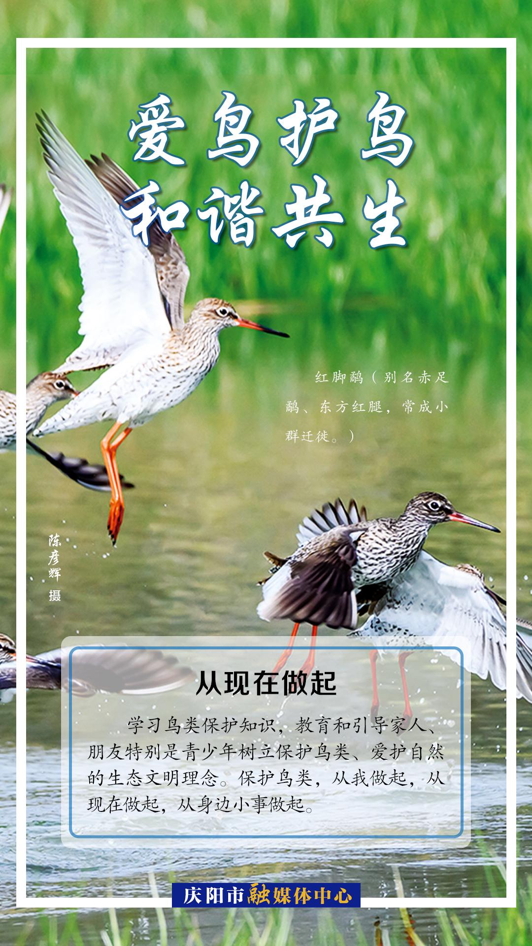【微海報(bào)】愛(ài)鳥護(hù)鳥 從現(xiàn)在做起