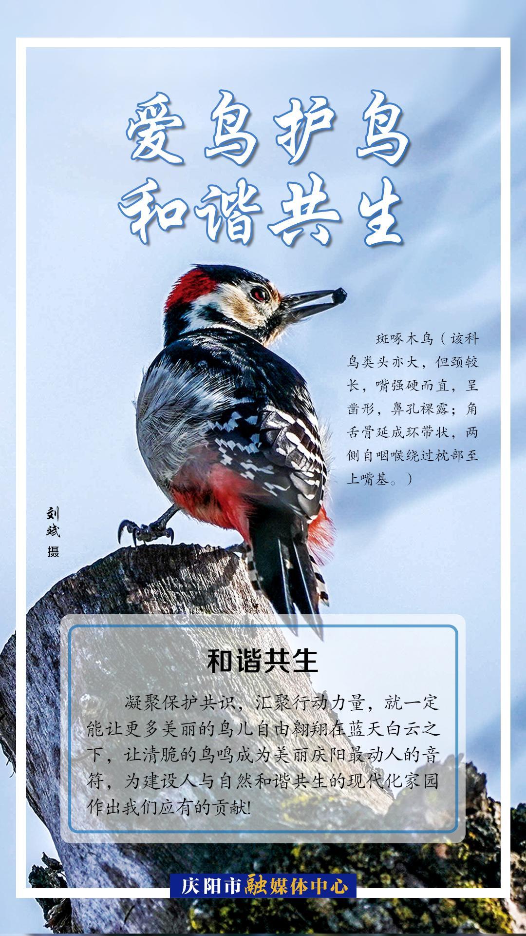 【微海報(bào)】愛(ài)鳥護(hù)鳥 共享世界