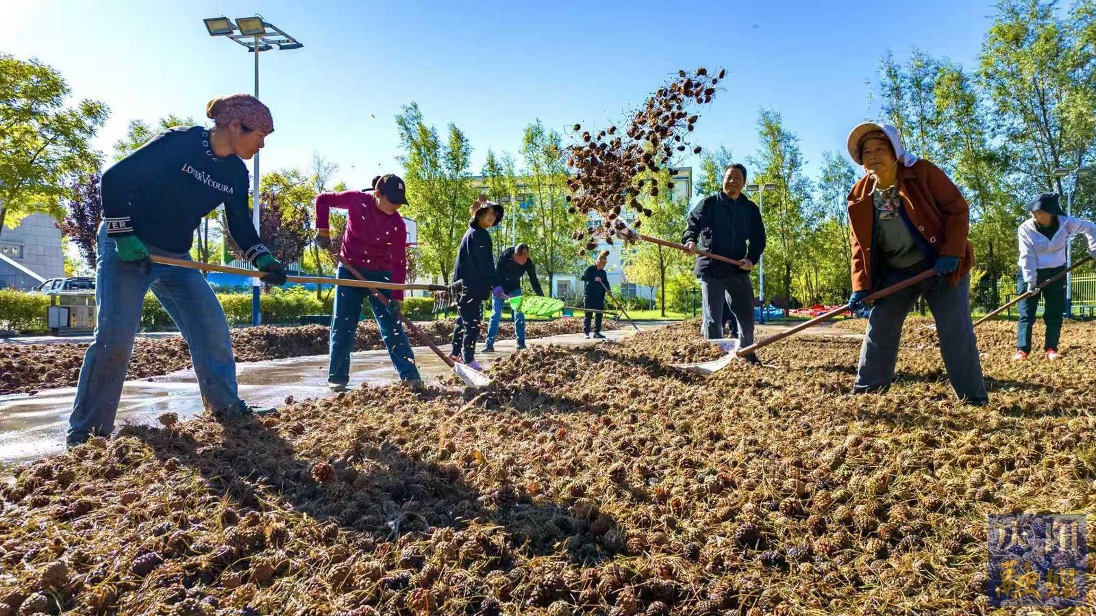 【攝影報道】慶陽市中灣林場國家油松良種基地?完成61000公斤球果采收