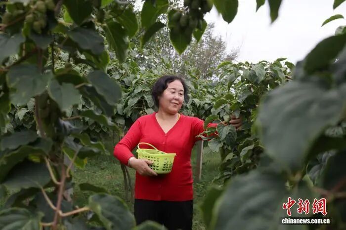 『媒體看西峰』甘肅西峰：黃土塬金秋好“豐”景 特色產業(yè)“結”碩果