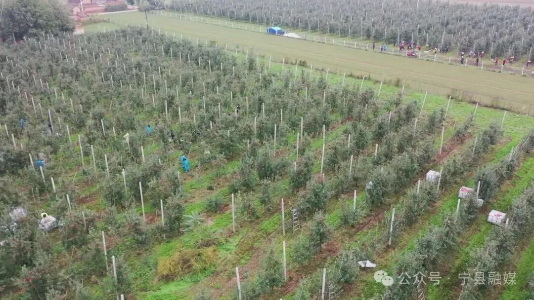 【2025中國(guó)蘋果年會(huì)在慶陽(yáng)】寧縣：干部職工齊上陣 雨停間隙搶收蘋果保民生