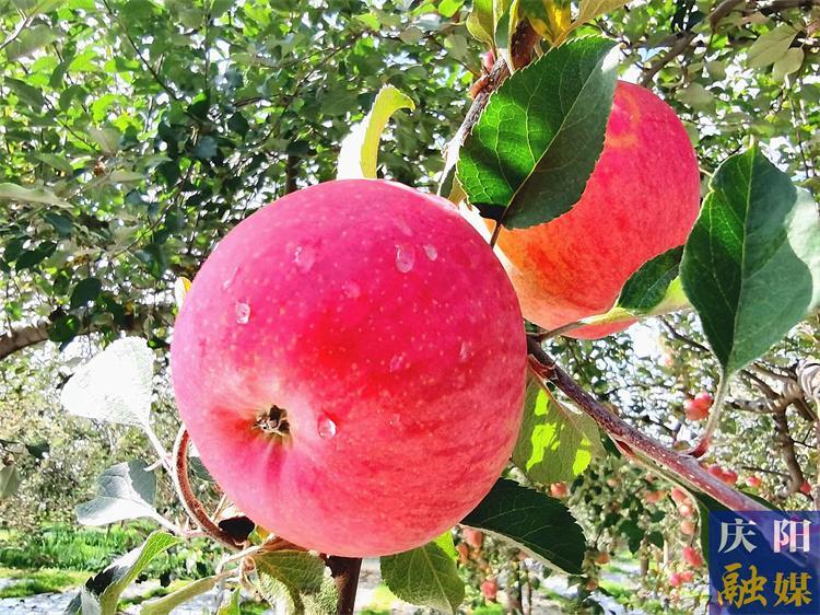 【農(nóng)事提醒】秋收關(guān)鍵期需加強(qiáng)田間管理和災(zāi)害防范