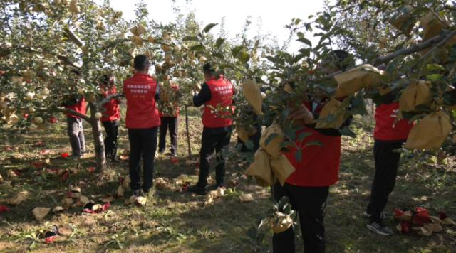 合水縣店子鄉(xiāng)：晴日搶收解民憂 多方聯(lián)動(dòng)顯擔(dān)當(dāng)